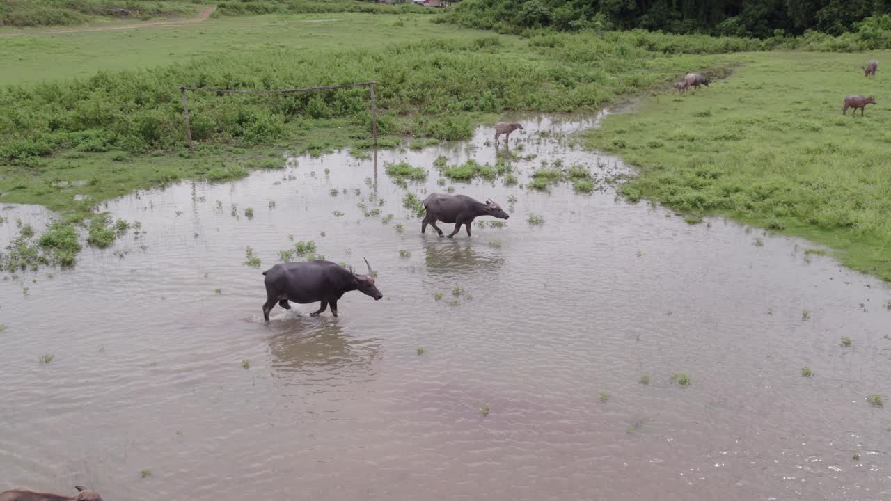 Reveal shot of walking water buffalo at Sumba island Indonesia, aerial