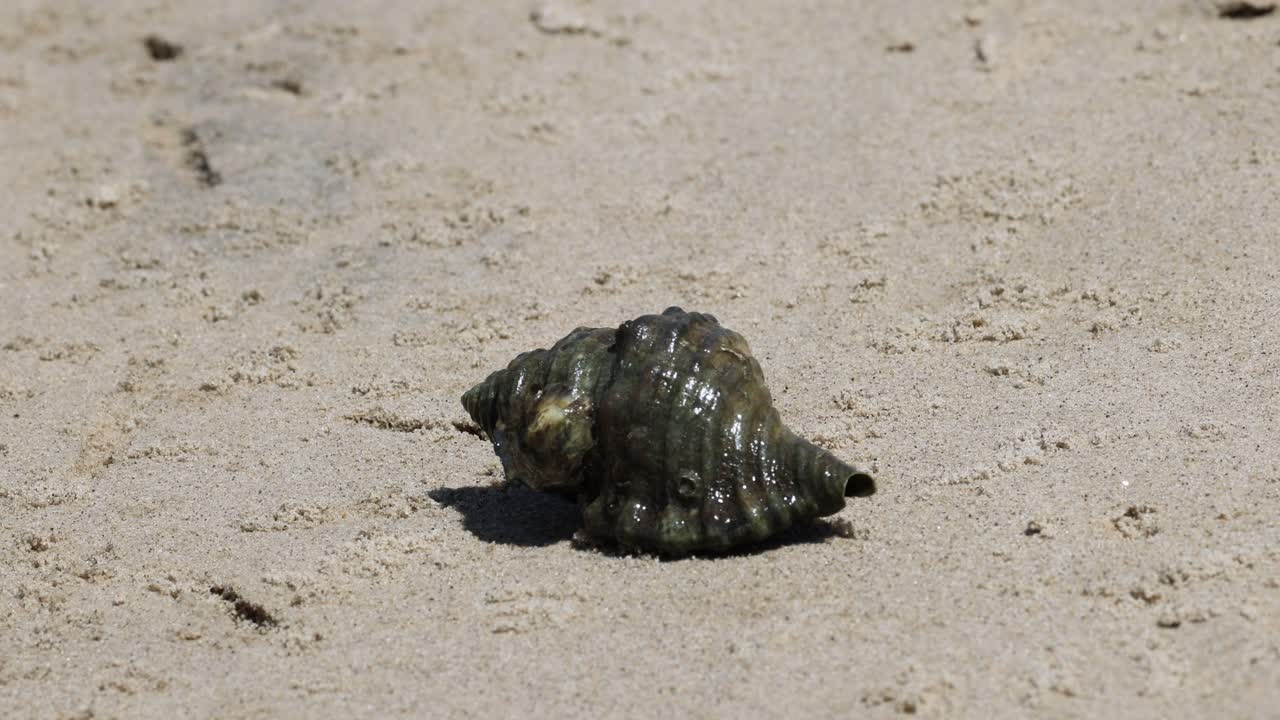 cangrejo ermitaño moviéndose lentamente en la playa de arena