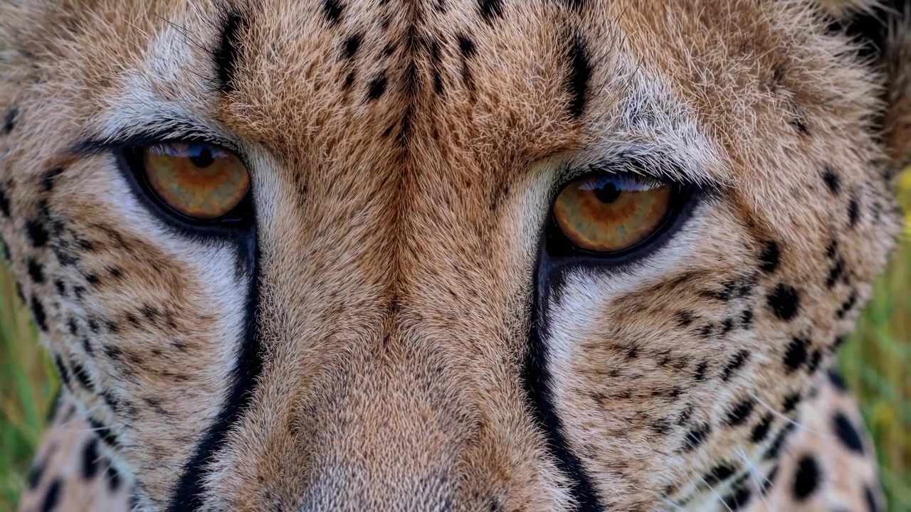 Close-up Detalhado dos Olhos Dourados e Intensos de uma Chita