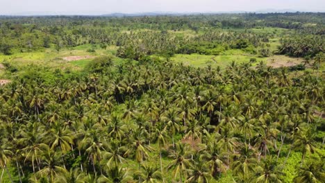 Plantación-De-Coco-En-Ghana