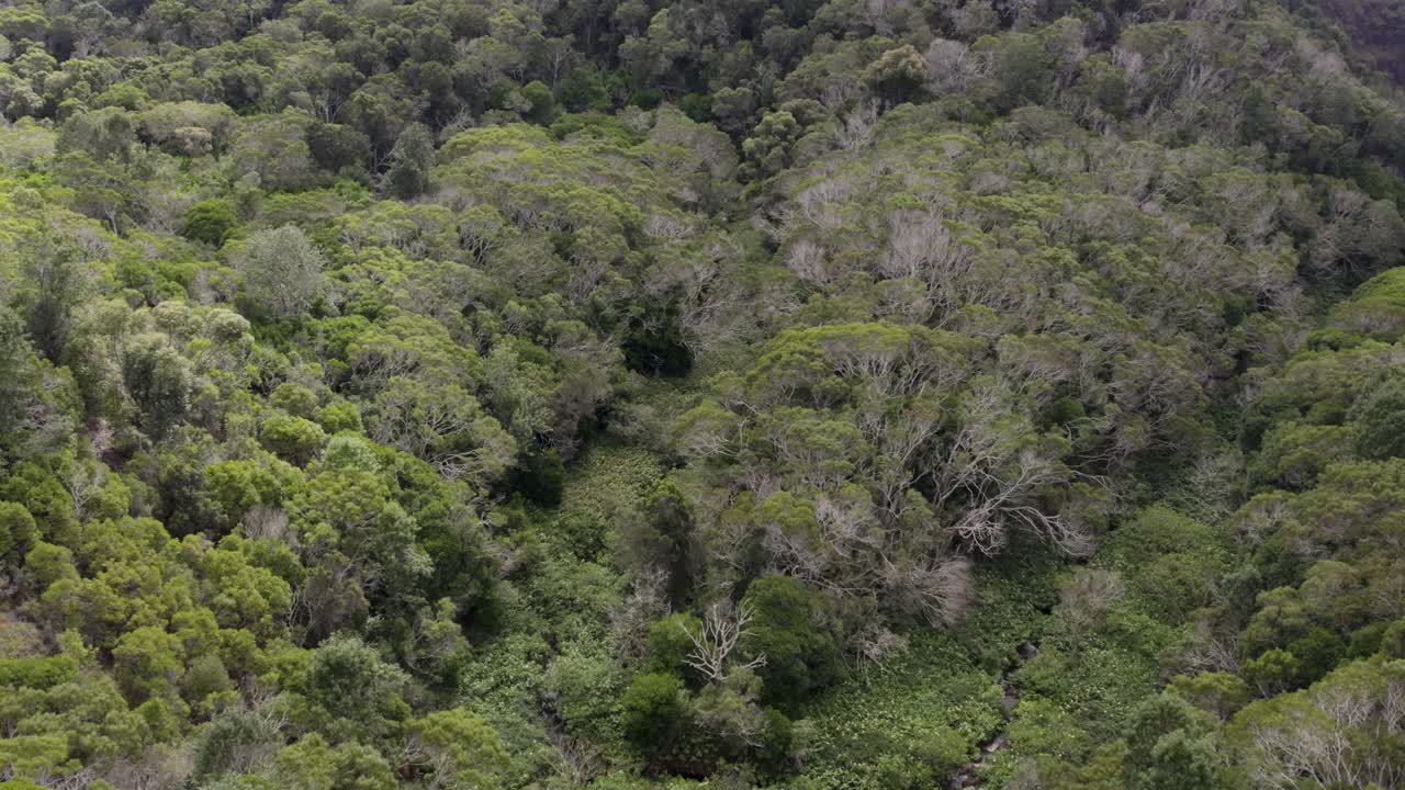 hermosa toma aérea sobre el bosque salvaje en el parque estatal del cañón de waimea