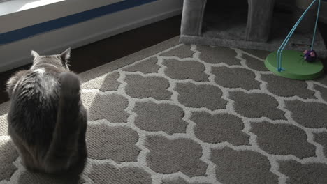 cat approaches a food bowl and begins eating