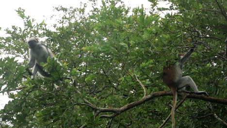 los monos simplemente pasan el rato y se divierten en la naturaleza