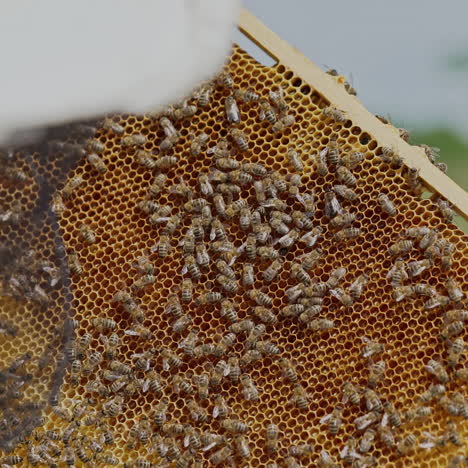hands of man shows a wooden frame with honeycombs on the background of green grass in the garden