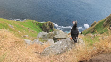 Atlantic-puffin-(Fratercula-arctica),-on-the-rock-on-the-island-of-Runde-(Norway).