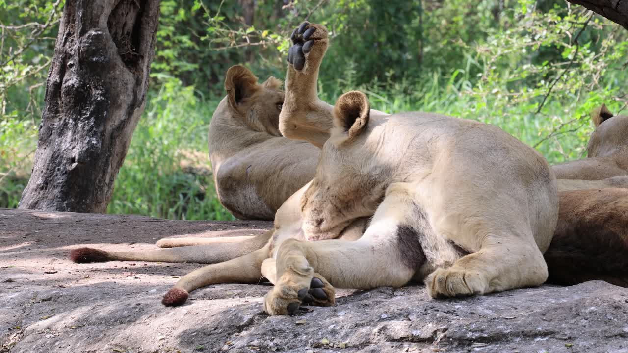 leeuwin likken poot en ontspannen in de natuur