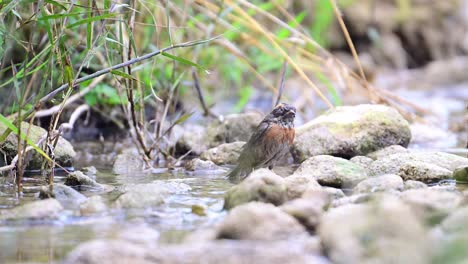 accentor de pecho rufo tomando un baño rápido de pájaros en un arroyo de agua