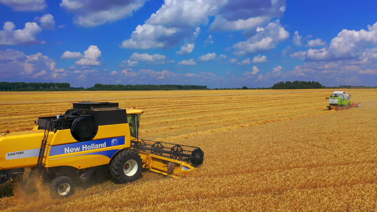 Harvesting in wheat field. Flying over harvester slowly riding through field cutting wheat stalks