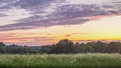 Static-shot-of-fog-passing-by-through-green-forest-along-the-wild-white-flowers-along-the-grasslands-in-timelapse-at-dawn