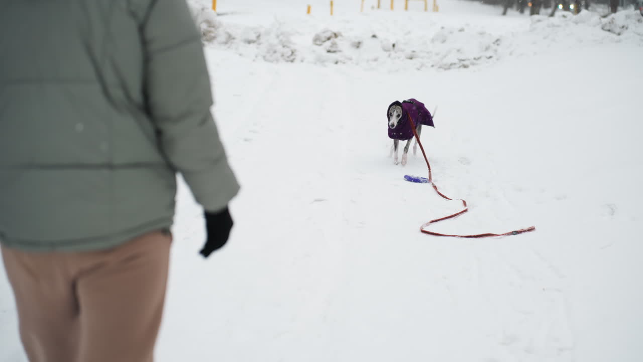 Person walking dog in snowy park as dog wearing coat plays with toy on ground, leash trailing behind in deep snow during cold winter day, capturing outdoor bonding in frozen landscape