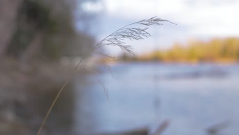 tall grass on a river bank at sunset