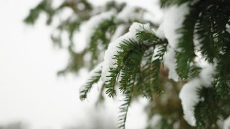 close up green leaf cover with snow in the wintertime