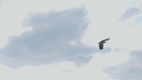 White-bellied-sea-eagle-flies-against-a-backdrop-of-blue-sky-and-clouds