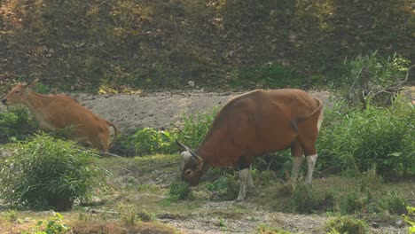 Beim-Füttern-Schwingt-Er-Seinen-Schwanz,-Dann-Kommen-Einige-Individuen-Aus-Der-Schlucht-Heraus,-Um-Nach-Links-Zu-Gehen,-Tembadau-Oder-Banteng-Bos-Javanicus,-Thailand