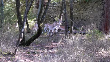 En-Un-Pintoresco-Entorno-Boscoso,-Una-Pequeña-Manada-De-Gamos-Blancos-Se-Echa-A-Correr