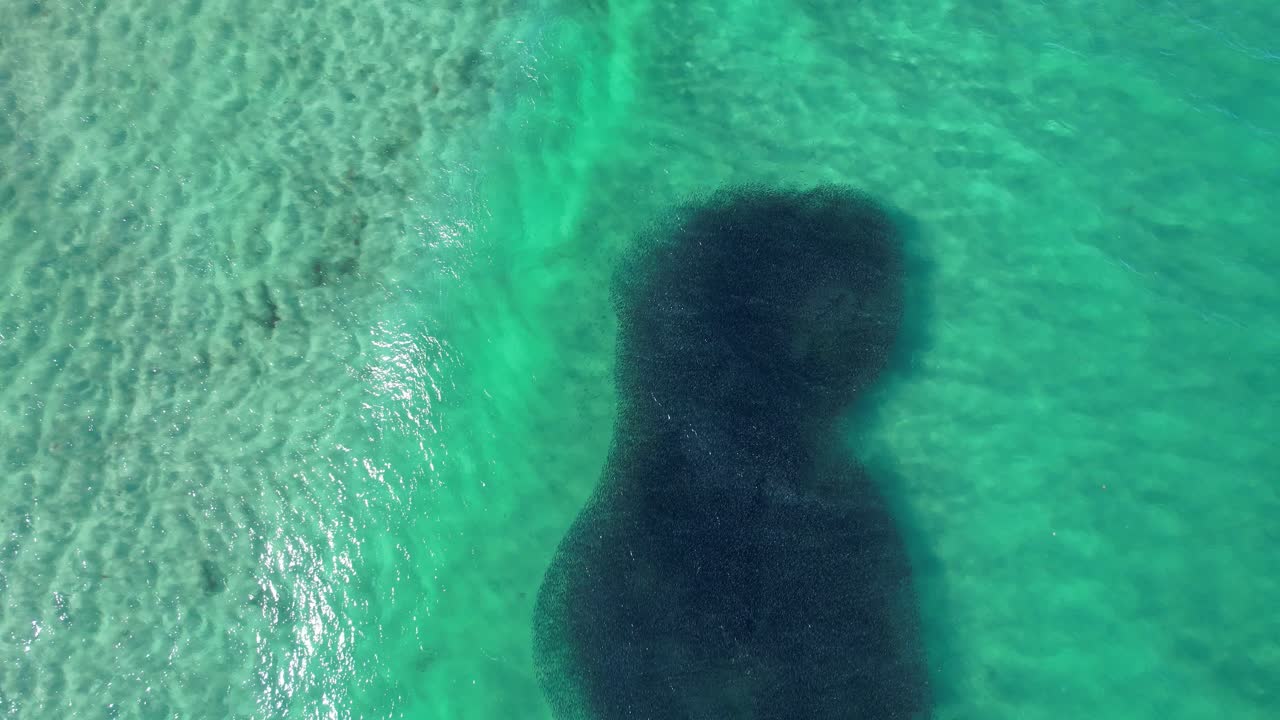 Top View Of Large Bait Ball With Feeding Sharks In New South Wales, Australia - Drone Shot