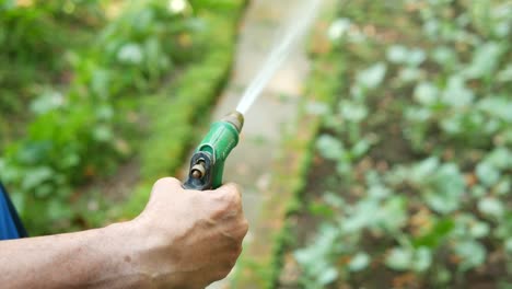 regar las plántulas de flores en el jardín