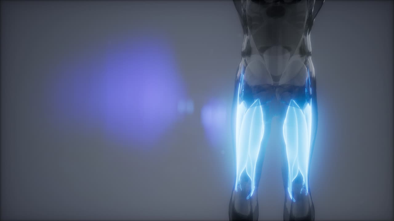 선택된 근육 해부학 지도