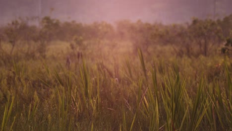 Kippen-Sie-Die-Wiese-Rund-Um-Den-Wald-In-Goldenem-Licht-Mit-Nebel-Wildem-Gras-Nach-Oben