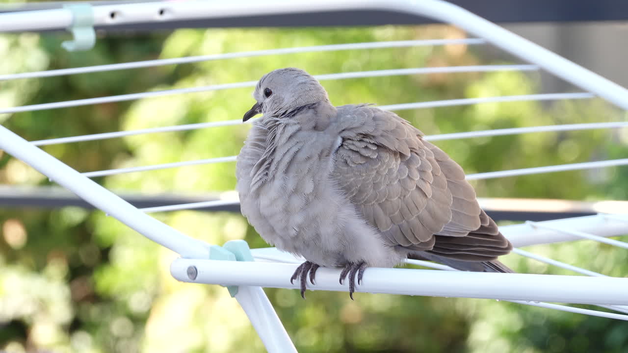 Close up of a dove sitting on a clothing drying rack outside