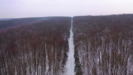 woodland in winter. brown trees without leaves in snowy weather. beautiful forest in winter. aerial view. motion back.