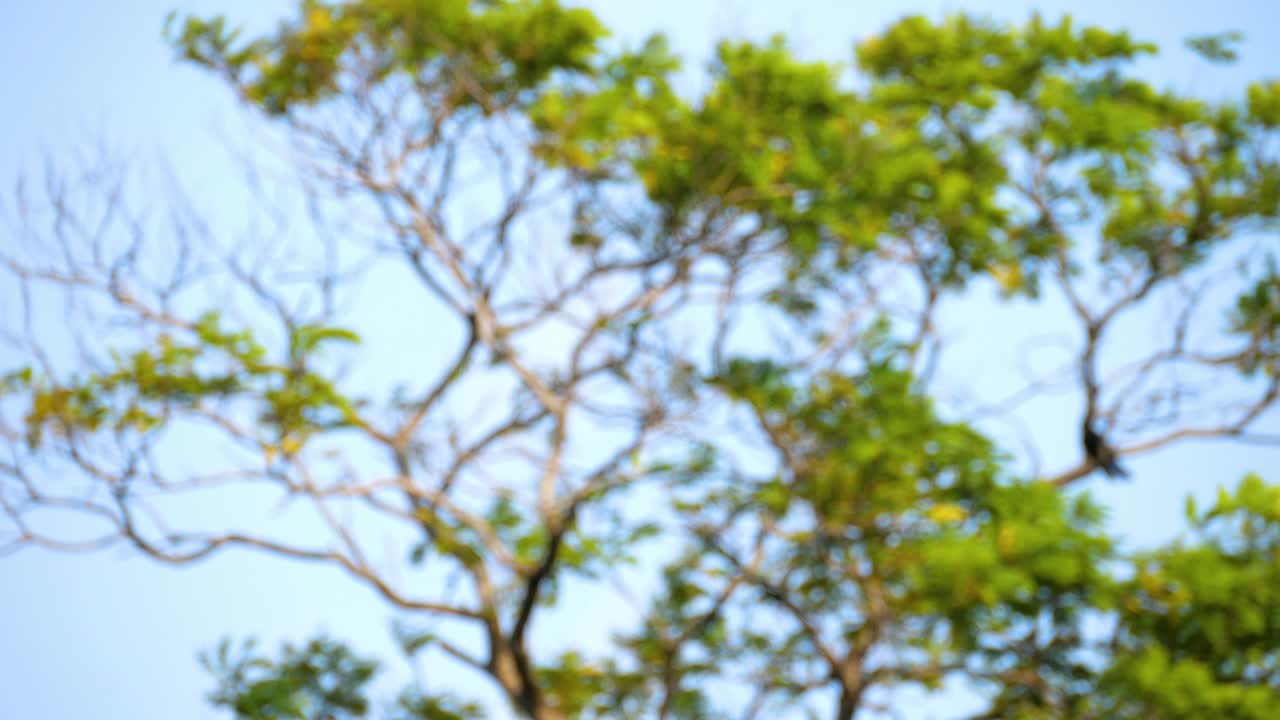 나무에서 움직이는 녹색 보케의 움직임