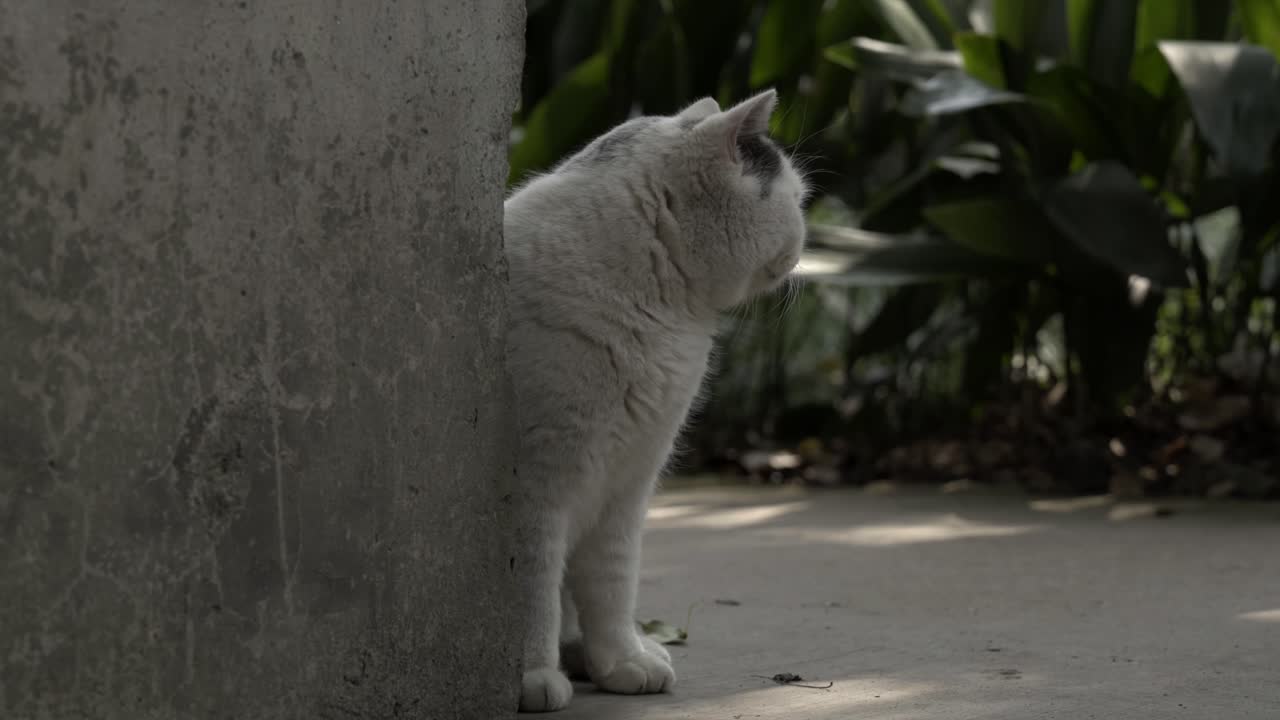 Gatto bianco e grigio che sbircia da dietro un muro di cemento.