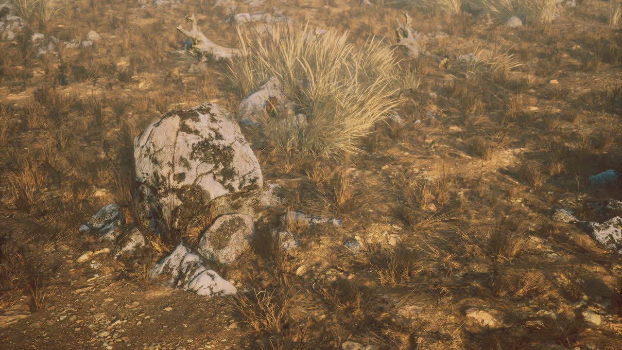 Landscape showcasing rocky terrain with dry grass and plants in sunlight