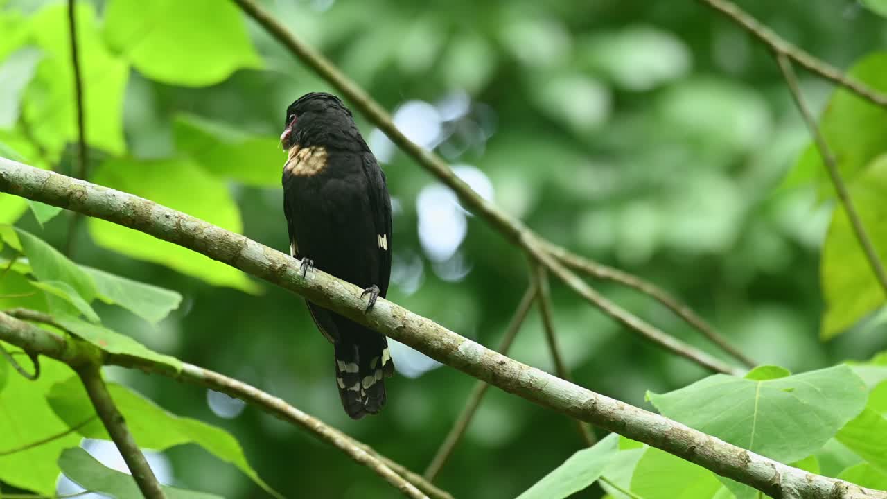 pico oscuro, corydon sumatranus