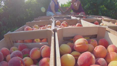 trailer loaded with peaches moving through a peach orchard