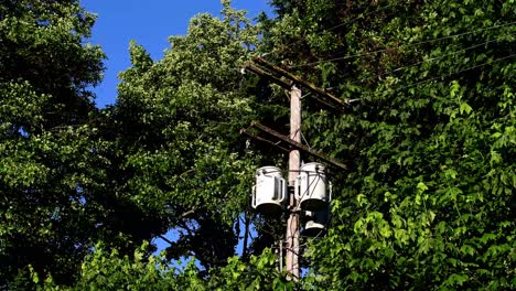 parte superior del poste de teléfono en los árboles