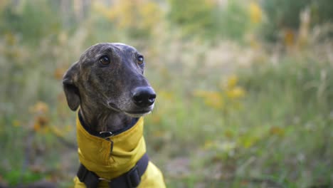 close-up slow-mo shot van spaanse windhond galgo zittend in hoog gras