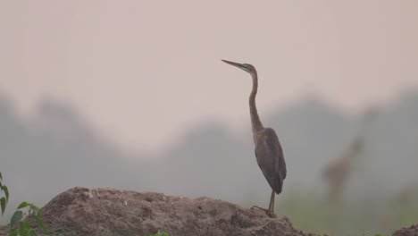 Purple-Heron--in-Wetland-Area-in-Morning