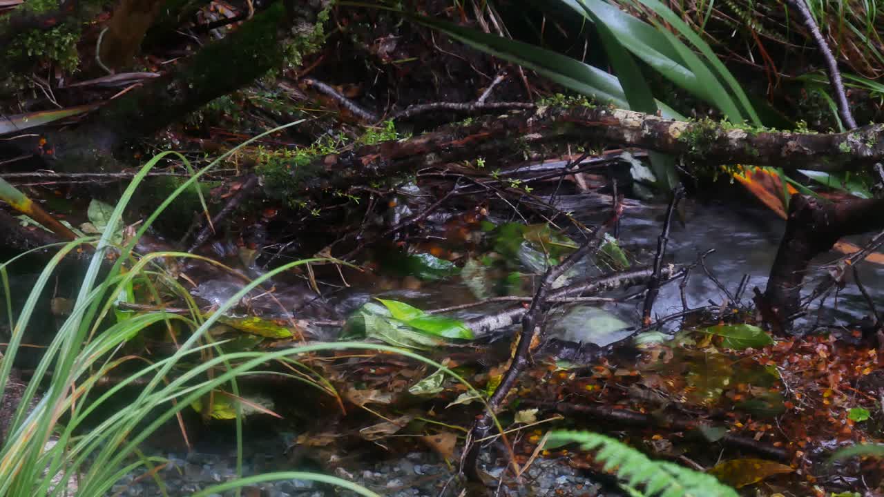 el estrecho canal del arroyo fluye a través del rico crecimiento del sotobosque de la selva tropical