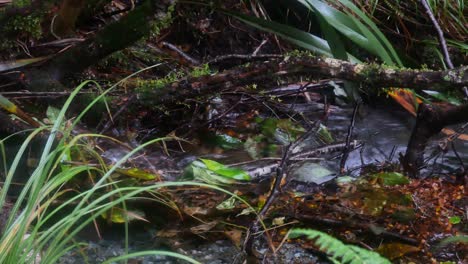 El-Estrecho-Canal-Del-Arroyo-Fluye-A-Través-Del-Rico-Crecimiento-Del-Sotobosque-De-La-Selva-Tropical