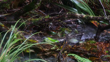 el estrecho canal del arroyo fluye a través del rico crecimiento del sotobosque de la selva tropical