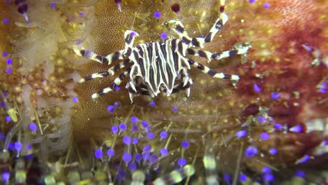 zebra crab on fire urchin