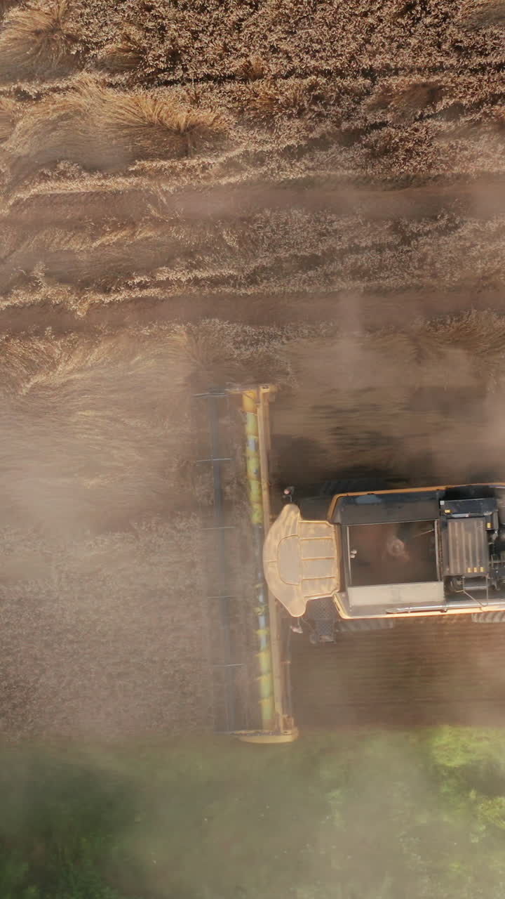 Yellow harvester mowing the wheat in farmlands. Powerful combine moving in the dusty clouds. View from above. Vertical video