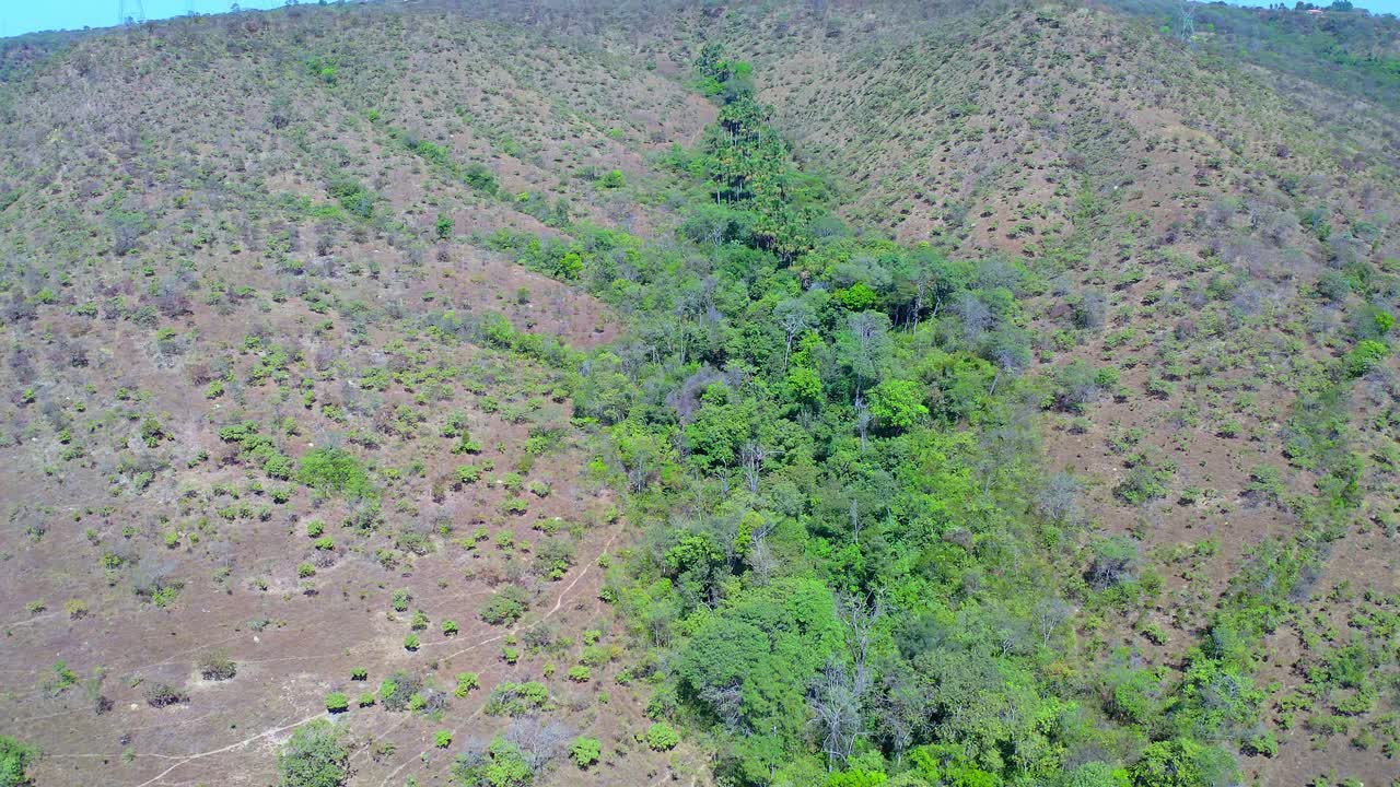 Vista aerea dall’alto con drone che cattura E Water Springs nel Cerrado con una fitta striscia di foresta che attraversa terreni disboscati, mostrando la resilienza del bioma e il corridoio idrologico nella savana centrale del Brasile