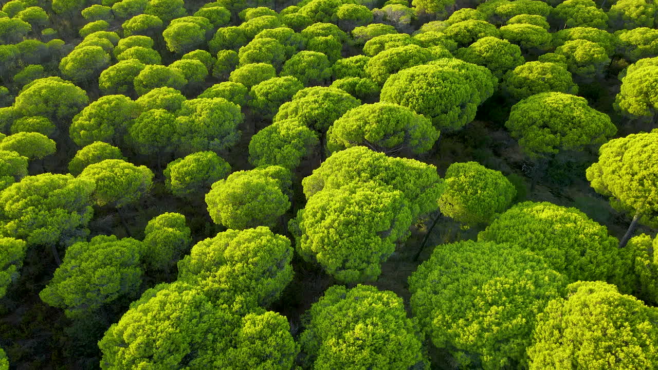 Follaje verde brillante iluminado de densos pinos piñoneros al atardecer en El Rompido, España