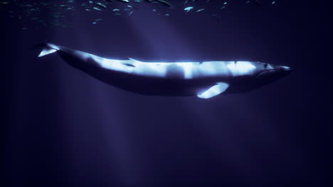 una ballena azul nadando en el océano