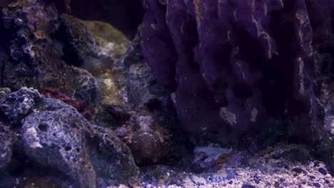 stonefish camouflaged among rocks and coral