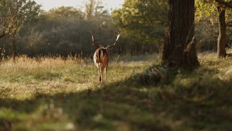 deer in autumn forest