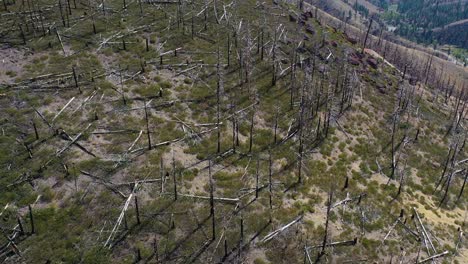 Luftaufnahme-über-Verbrannten-Wäldern-Mit-Zurückkehrender-Vegetation-In-Der-Nähe-Von-Lake-Tahoe,-Kalifornien