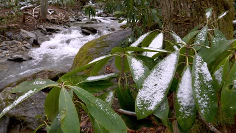 snow lies on rhododendron plant in appalachia near boone nc, north carolina