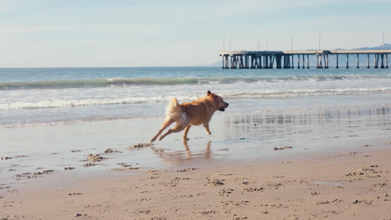 아름다운 골든 리트리버 개가 모래 해변에서 달리고 해가 지는 날 바다의 파도 앞에, 느린 동작