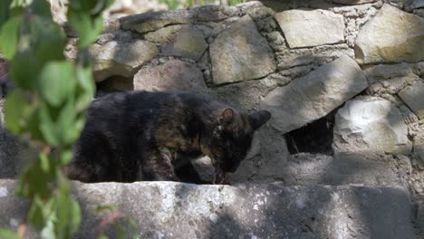 Schwarze-Katze-Frisst-Eine-Maus-Auf-Steinstufen-Mit-Herumfliegenden-Fliegen-Und-Fliegen