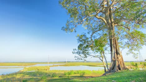 Ein-Alter-Baum,-Der-Hoch-Steht,-Mit-üppigen-Grünen-Blättern-Gegen-Den-Blauen-Himmel