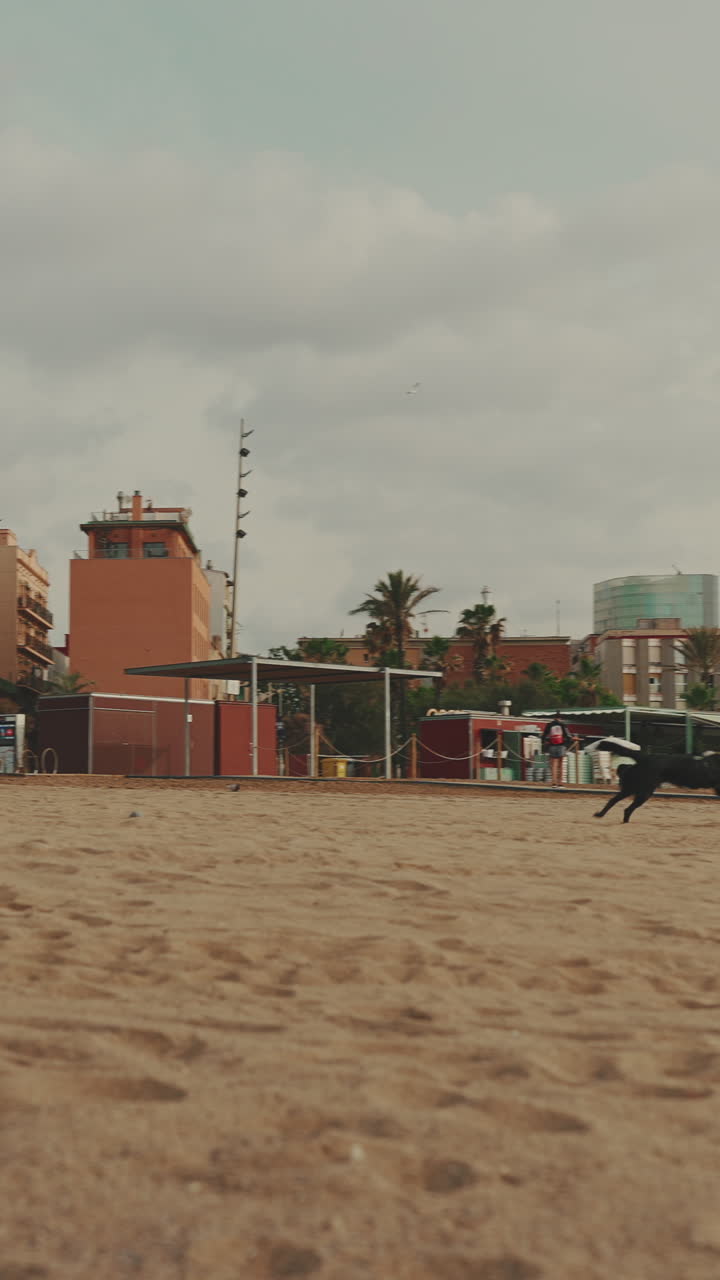 Dog playing on the beach near city buildings