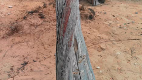 close-up of a dead tree